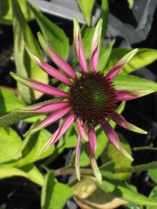 Echinacea purpurea 'Green Envy' - ameriški  slamnik