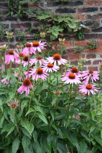 Echinacea purpurea 'Magnus' - ameriški slamnik