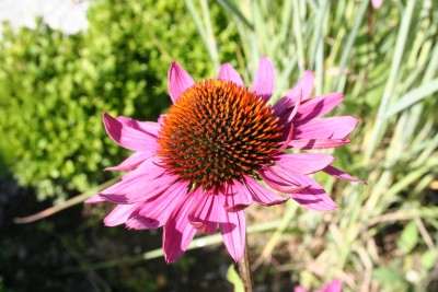 Echinacea purpurea 'Rubinstern' - ameriški slamnik