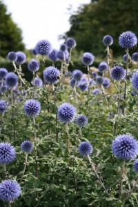 Echinops bannaticus 'Blue Glow' - bodoglavec