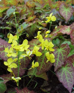 Epimedium  perralchicum 'Frohnleiten' - lipica