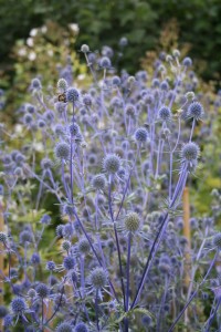 Eryngium planum 'Blaukappe' - možina