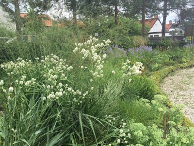 Eryngium yuccifolium - možina