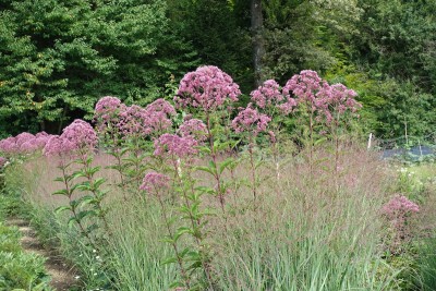 Eupatorium fistulosum 'Atropurpureum' - konjska griva