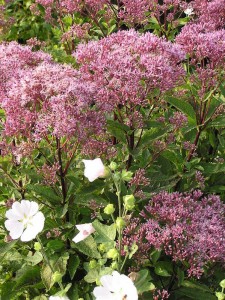 Eupatorium maculatum 'Riesenschirm' - konjska griva