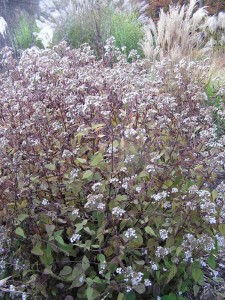 Eupatorium rugosum 'Chocolate' - konjska griva