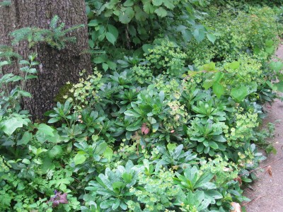 Euphorbia amygdaloides var. robbiae - mleček