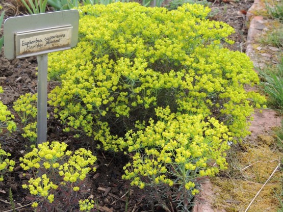 Euphorbia cyparissias 'Claridge Howard' - mleček
