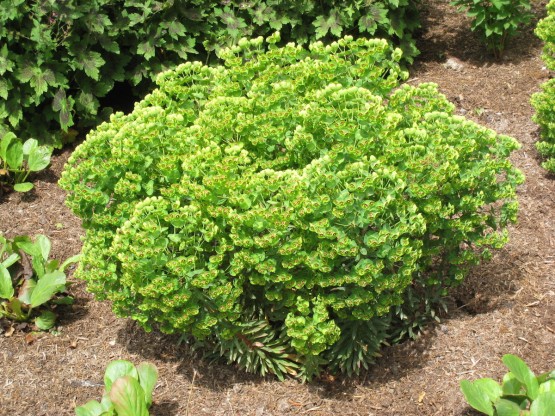 Euphorbia martinii - mleček