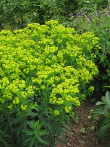 Euphorbia palustris 'Teichlaterne' - močvirski mleček