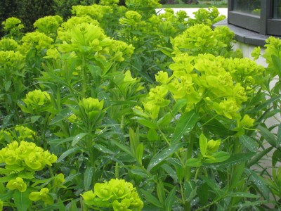 Euphorbia palustris 'Walenburg's Glory' - močvirski mleček