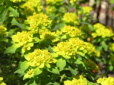 Euphorbia polychroma - mleček