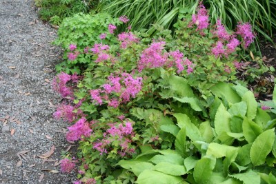 Filipendula 'Kahome' - oslad
