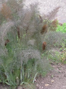 Foeniculum vulgare 'Rubrum' - sladki janež  koromač