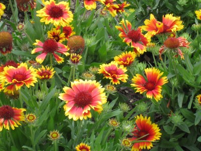 Gaillardia aristata 'Kobold' - trobojnica