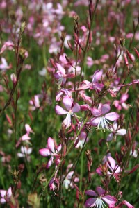 Gaura 'Siskyou Pink' - gavra
