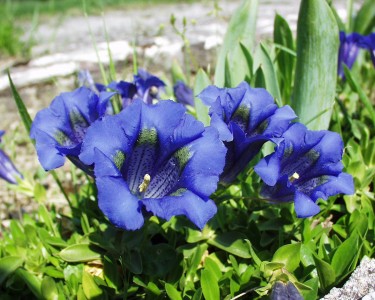Gentiana acaulis - svišč