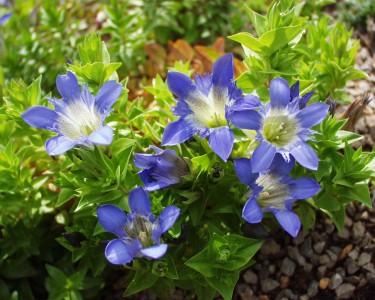 Gentiana septemfida var. lagodechiana - jesenski svišč