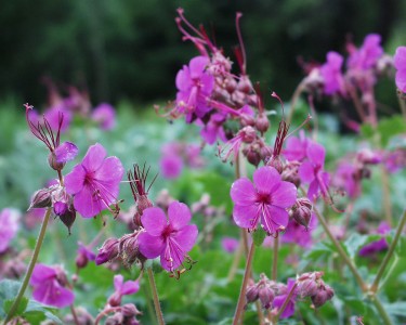 Geranium macrorrhizum - krvomočnica