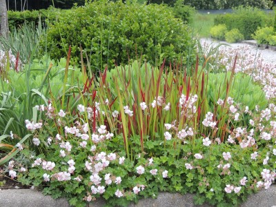 Geranium cantabrigiense 'Biokovo' - krvomočnica