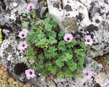 Geranium cinereum 'Ballerina' - krvomočnica