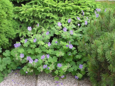 Geranium renardii 'Philippe Vapelle' - krvomočnica