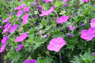 Geranium sanguineum 'Max Frei' - krvomočnica