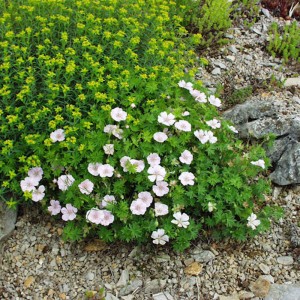 Geranium sanguineum striatum - krvomočnica