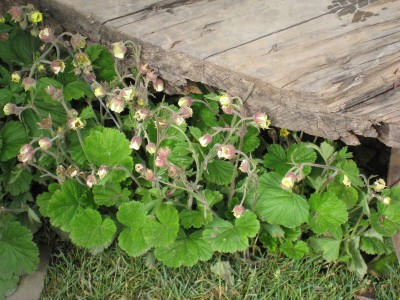 Geum rivale 'Album' - sretena