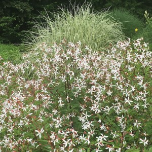 Gillenia trifoliata - gilenija
