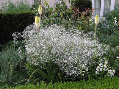 Gypsophila  paniculata 'Schneeflocke' - sadrenka