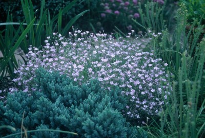 Gypsophila  repens 'Rosea' - sadrenka