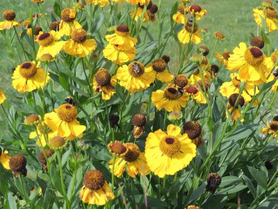 Helenium 'El Dorado' - helenij