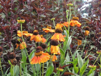 Helenium 'Luc' - helenij