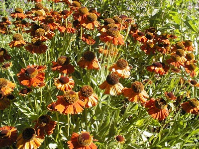Helenium 'Moerheim Beauty' - helenij