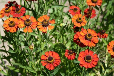 Helenium 'Rubinzwerg' - helenij