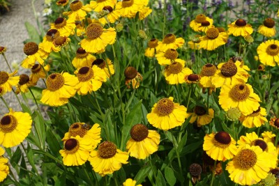 Helenium 'Wassergold' - helenij
