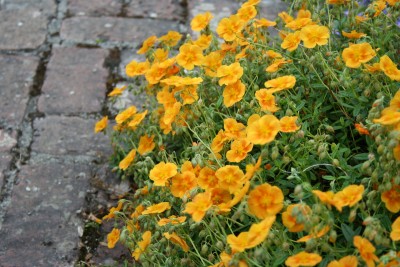 Helianthemum 'Honeymoon' - sončece