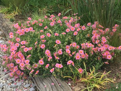 Helianthemum 'Lawrenson's Pink' - sončece