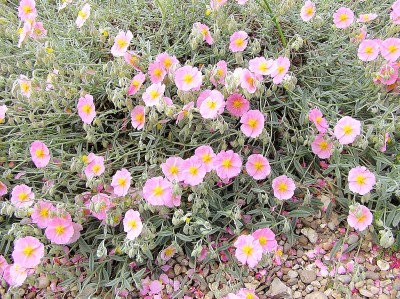 Helianthemum 'Wisley Pink' - sončece