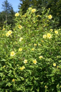 Helianthus 'Lemon Queen' - sončnica
