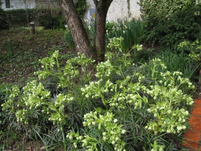 Helleborus foetidus - teloh