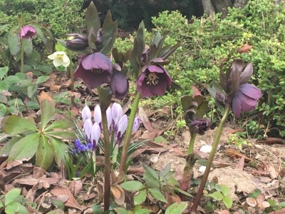 Helleborus orientale 'Blue Lady' - teloh