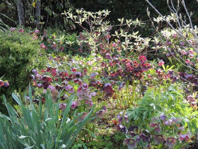 Helleborus orientalis 'Red Hybrids' - teloh