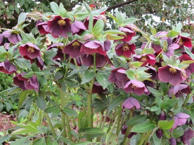 Helleborus orientalis 'Red Spotted' - teloh