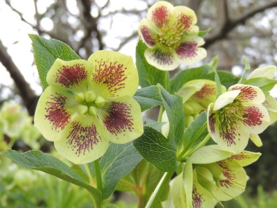 Helleborus orientalis 'White Spotted' - teloh