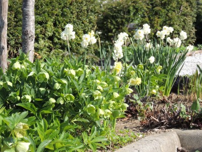 Helleborus orientalis 'Yellow Lady' - teloh