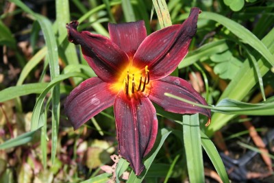 Hemerocallis 'American Revolution' - maslenica