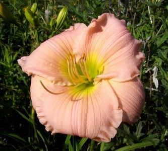 Hemerocallis 'Barbara Mitchell' - maslenica