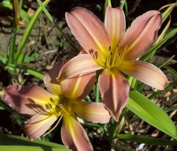 Hemerocallis 'Bed of Roses' - maslenica